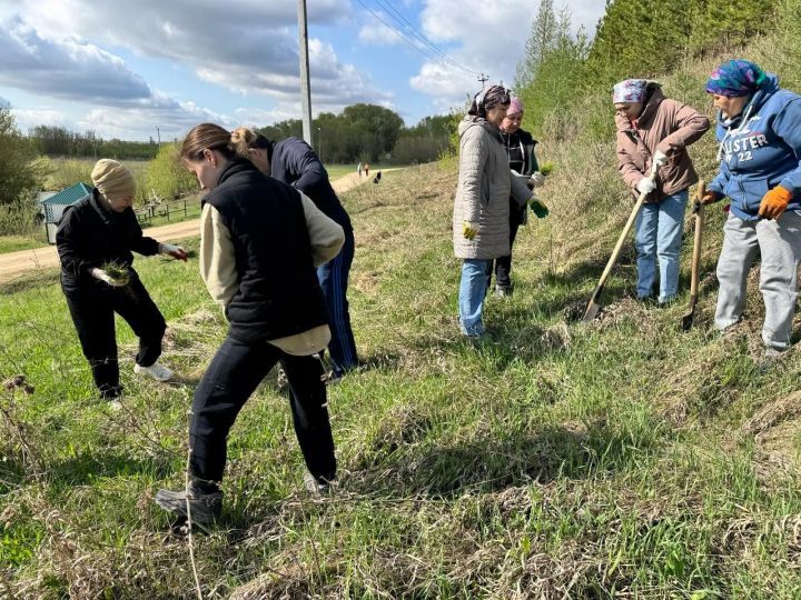 Арча район Советы һәм башкарма комитеты хезмәткәрләре нарат үсентеләре утыртты