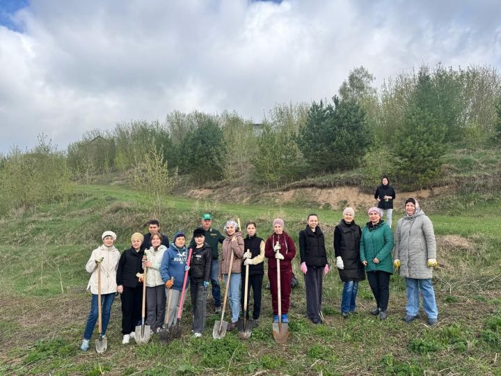 Арча район Советы һәм башкарма комитеты хезмәткәрләре нарат үсентеләре утыртты