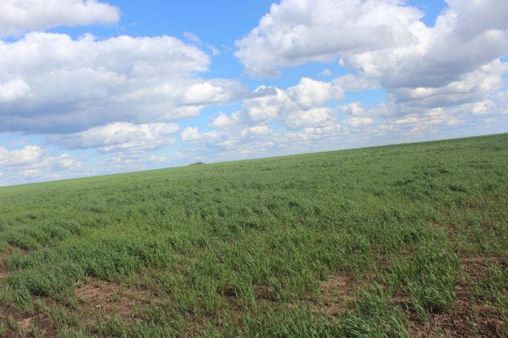 Арча районында 6410 тоннасы сенаж салынды