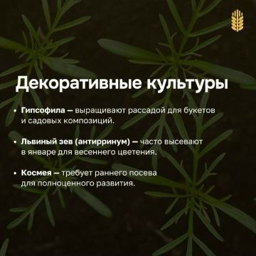 Гыйнвардан усемлекләрне утырта башласаң була