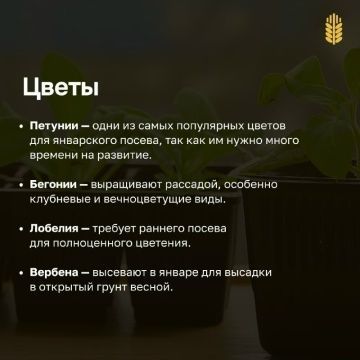 Гыйнвардан усемлекләрне утырта башласаң була