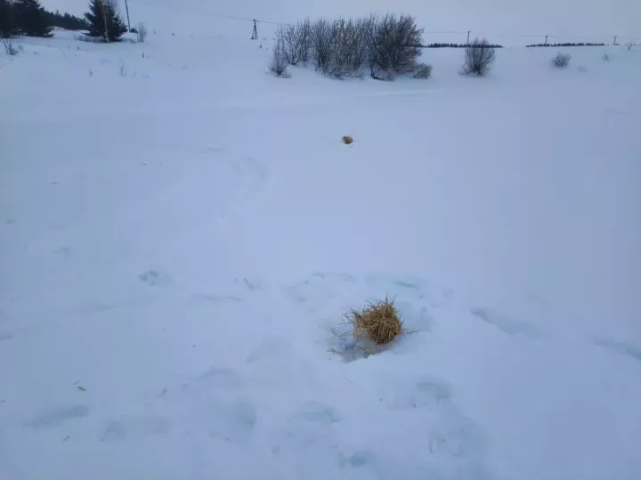 Балык булсын!