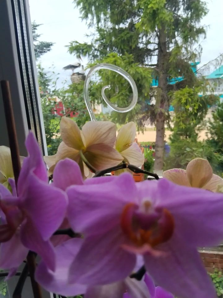 «Фотога төшү өчен генә дә киләләр»